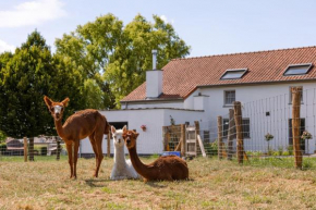 Alpaca farm 
